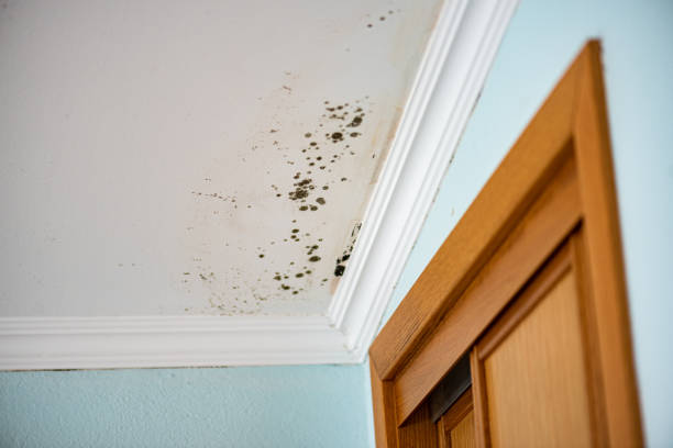 Attic Mold Removal in Tekamah, NE