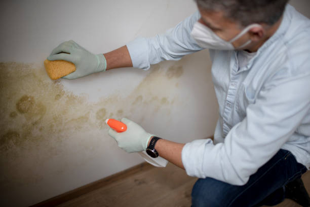 Best Emergency Mold Removal  in Tekamah, NE