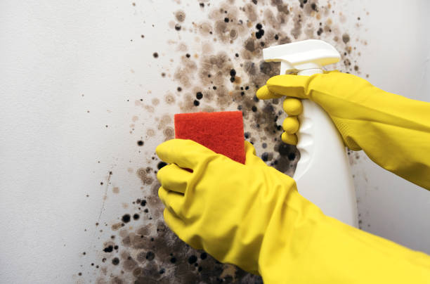 Best Same-Day Mold Removal  in Tekamah, NE