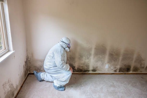 Best Toxic Mold Removal  in Tekamah, NE