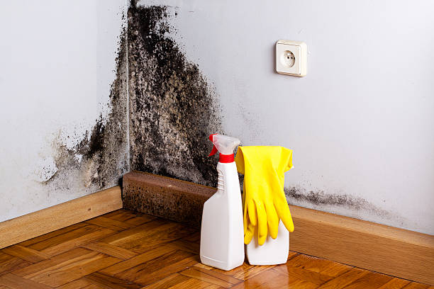 Best Fast Mold Removal  in Tekamah, NE