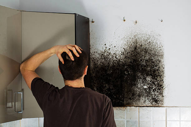 Best Attic Mold Removal  in Tekamah, NE