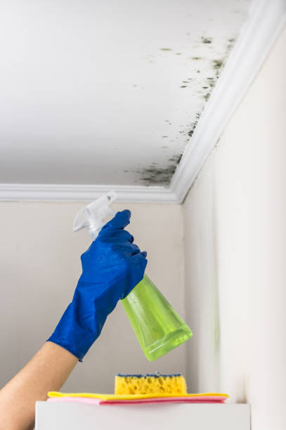 Best Office Mold Removal Services  in Tekamah, NE